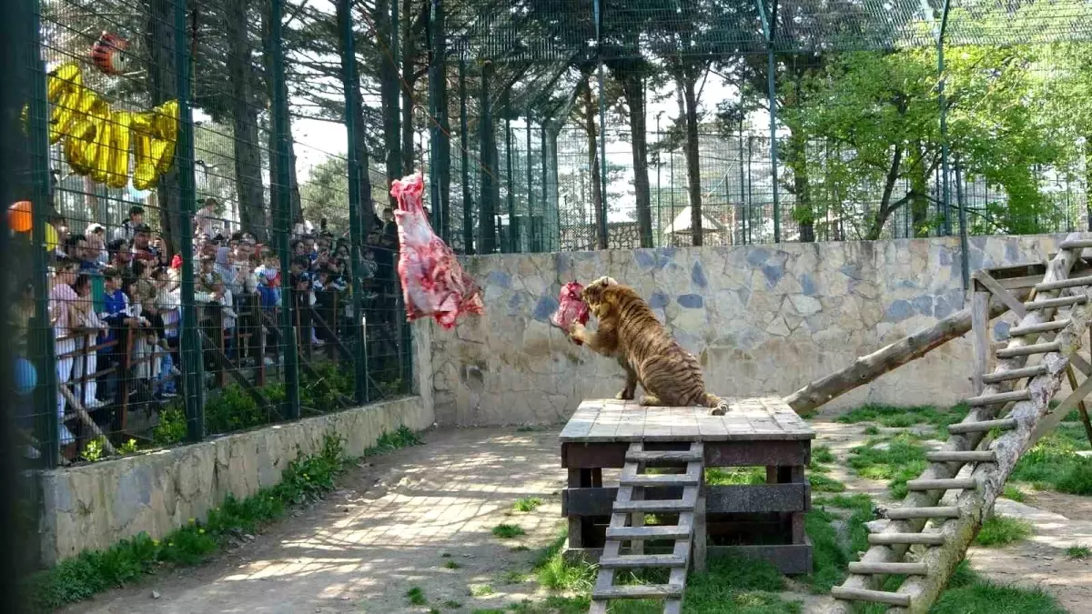 Kaplanların 6. Yaş Günü Coşkuyla Kutlandı
