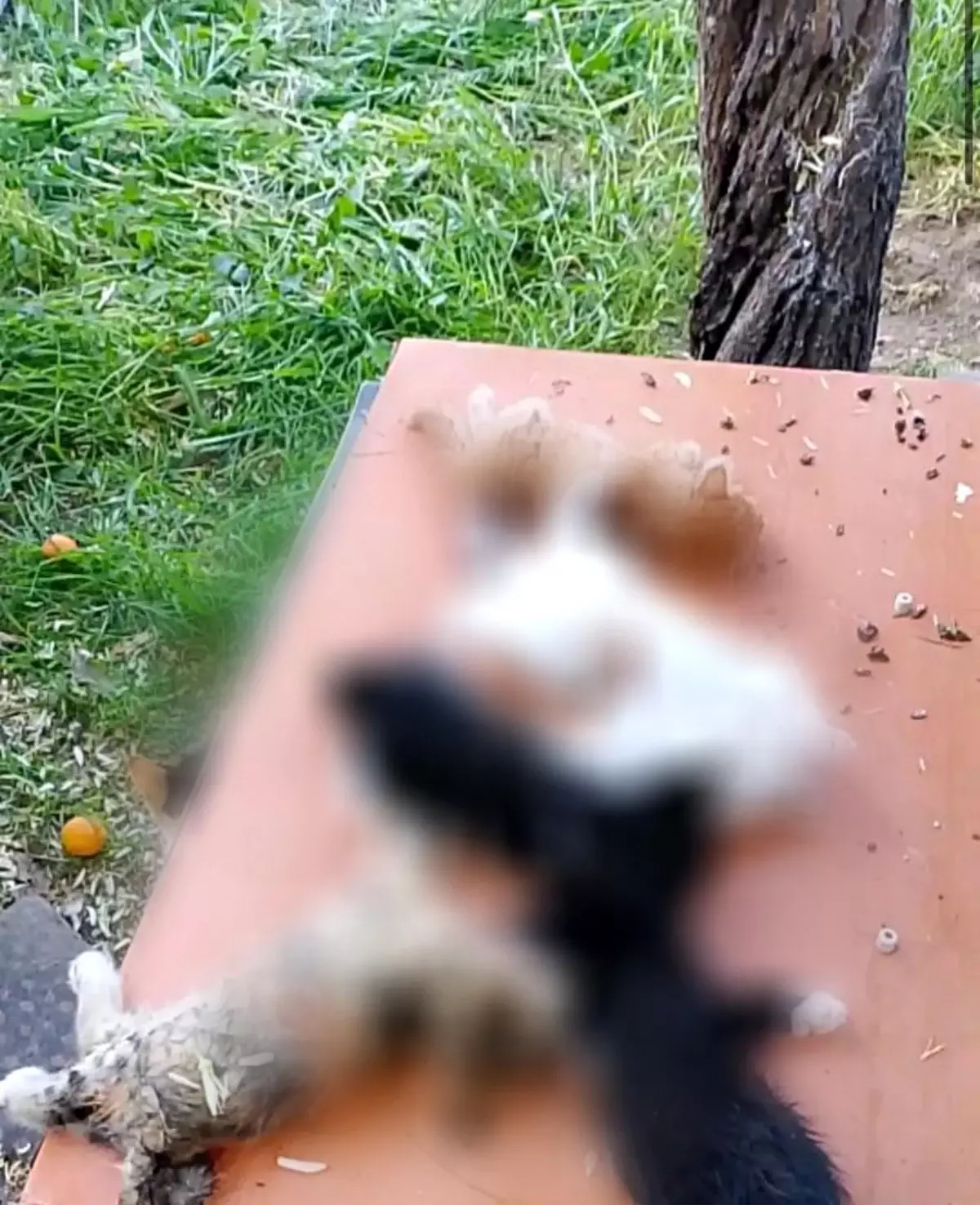 Bursa'da Yavru Kediler Vahşice Katledildi