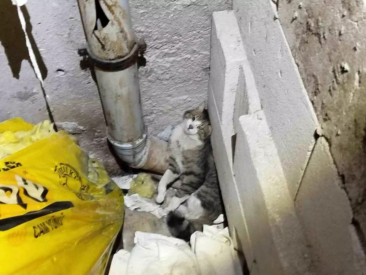 Erzincan'da Havalandırma Boşluğunda Sıkışan Kedi Kurtarıldı
