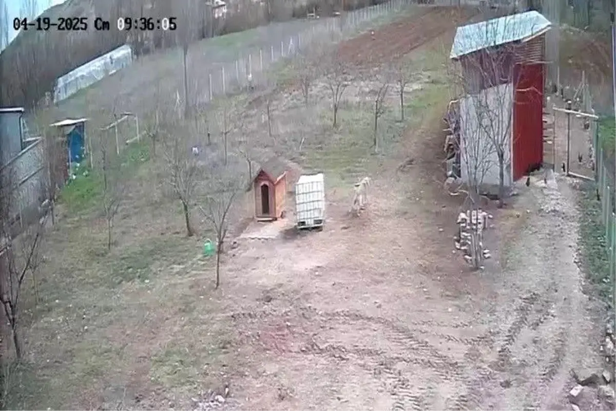 Kangal Köpeği Tilkiyi Korkutarak Tavukları Korudu