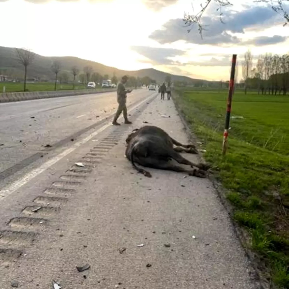 Bitlis'te Otomobil Büyükbaş Hayvana Çarptı: 1 Yaralı