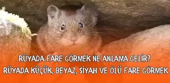 Rüyada fare görmek ne anlama gelir? Rüyada küçük, beyaz, siyah ve ölü fare görmenin anlamı nedir Diyanet?