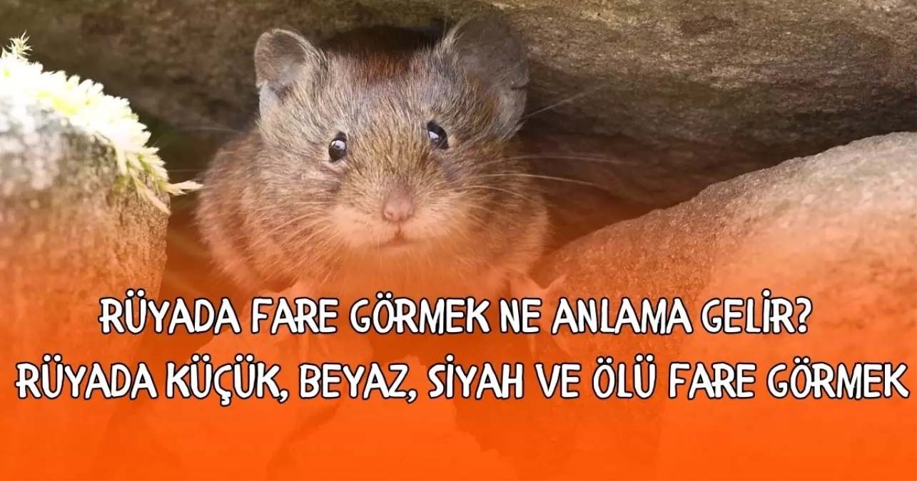 Rüyada fare görmek ne anlama gelir? Rüyada küçük, beyaz, siyah ve ölü fare görmenin anlamı nedir Diyanet?