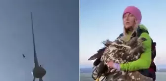 Rüzgar türbinine çarpan kartal, feci şekilde can verdi