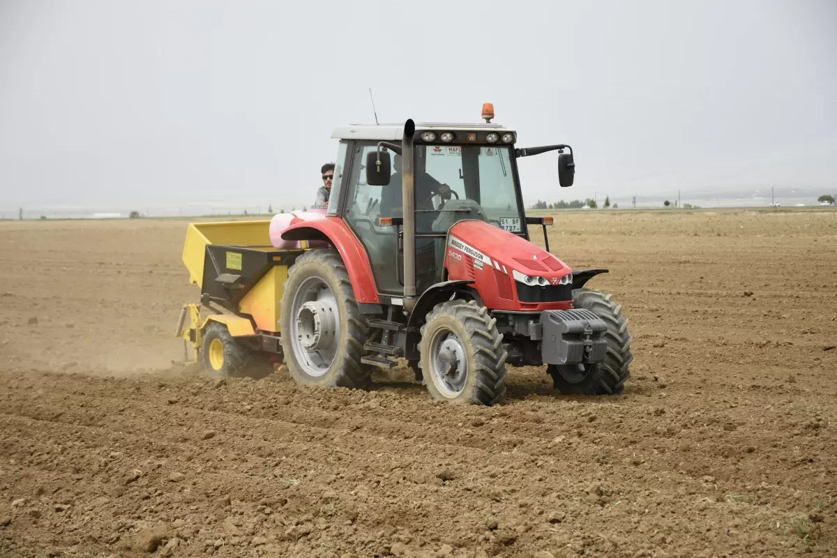 Niğde'de Turfanda Patates Ekim Alanları Düşüyor