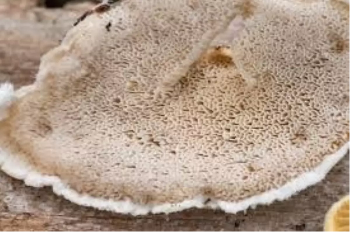 Almanya'da Acı Raf Mantarı Araştırması: En Acı Madde Keşfedildi