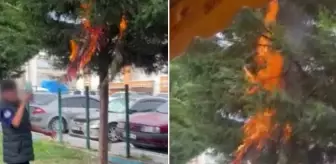 Küçücük çocuklar parktaki ağacı ateşe verdi