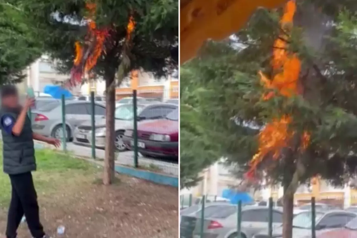 Küçücük çocuklar parktaki ağacı ateşe verdi