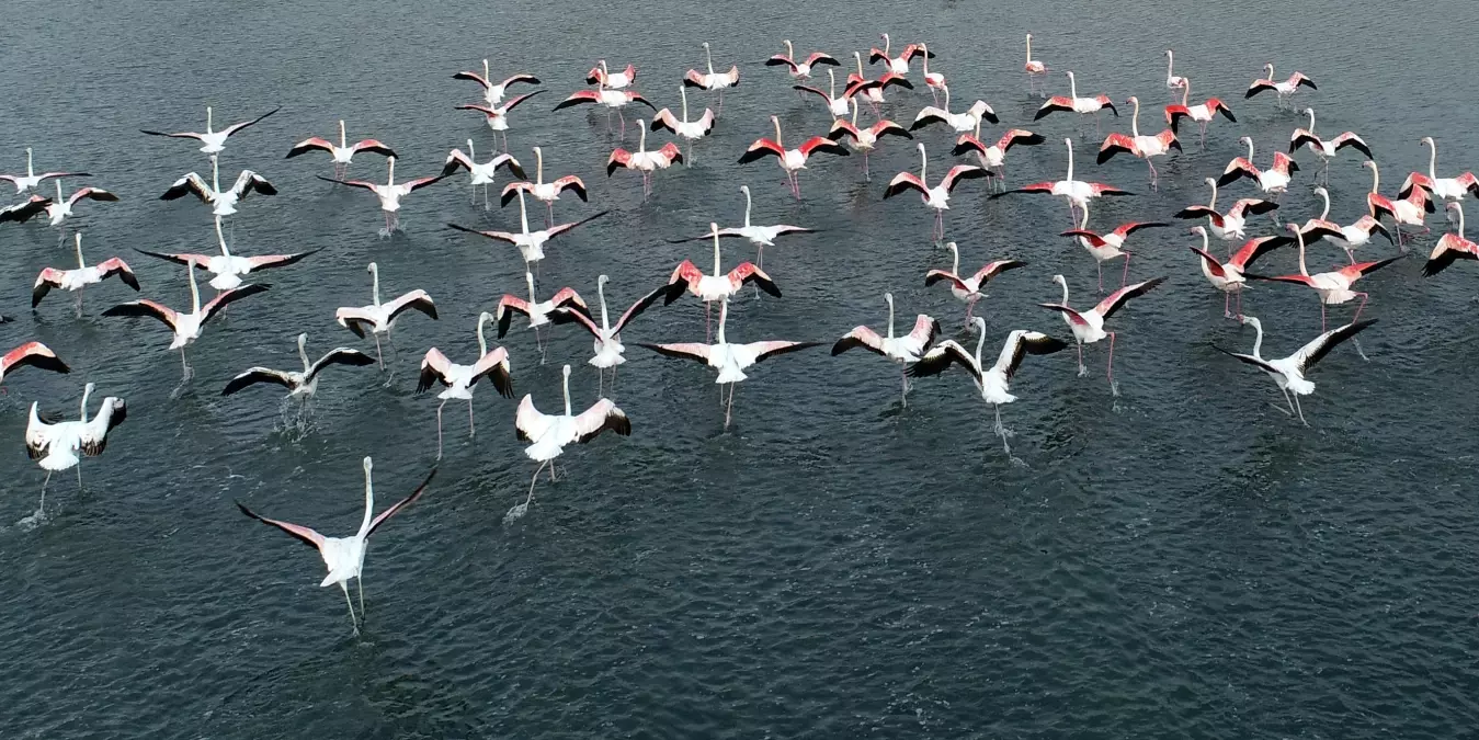 Flamingolar Van Gölü'nde Yuva Yapmaya Başladı