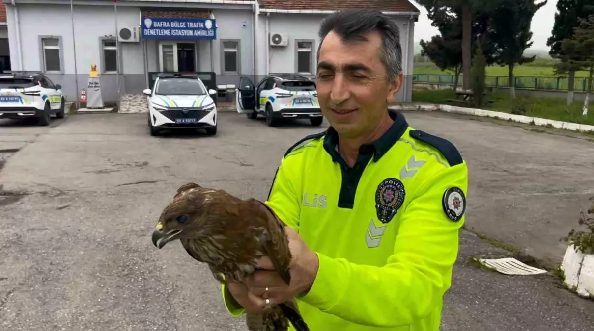 Yaralı Doğan Kuşu Samsun'da Koruma Altına Alındı