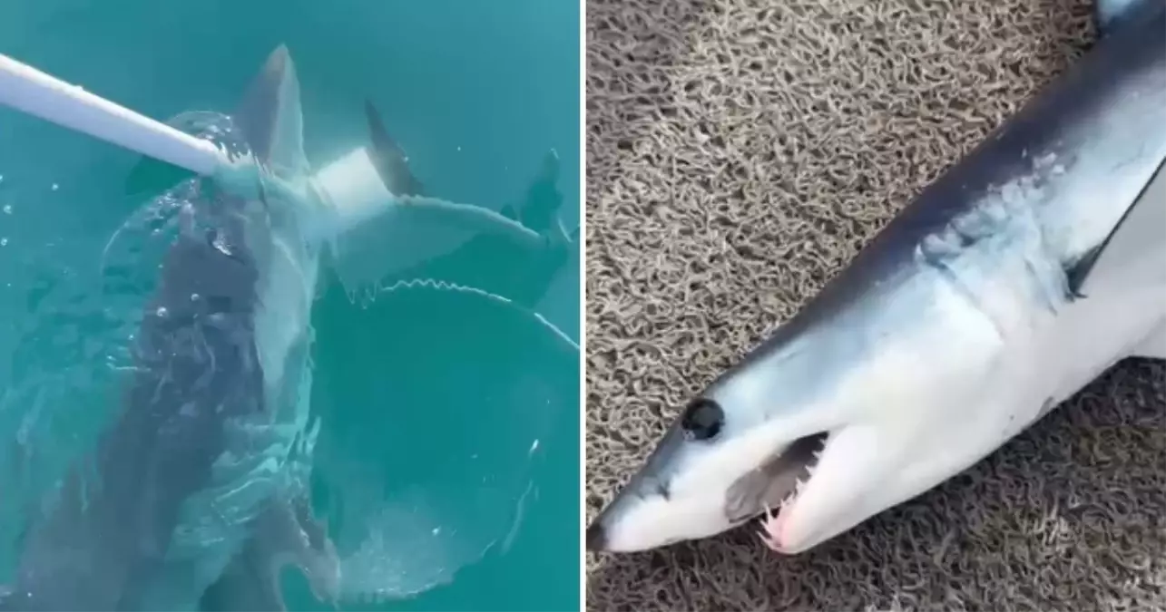 Türkiye'de köpek balığı sayısı artıyor mu? Türkiye kıyılarında köpek balığı tehlikesi var mı?