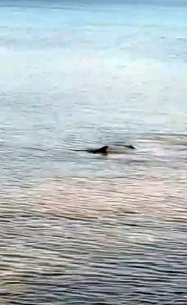 Türkiye'de köpek balığı sayısı artıyor mu?