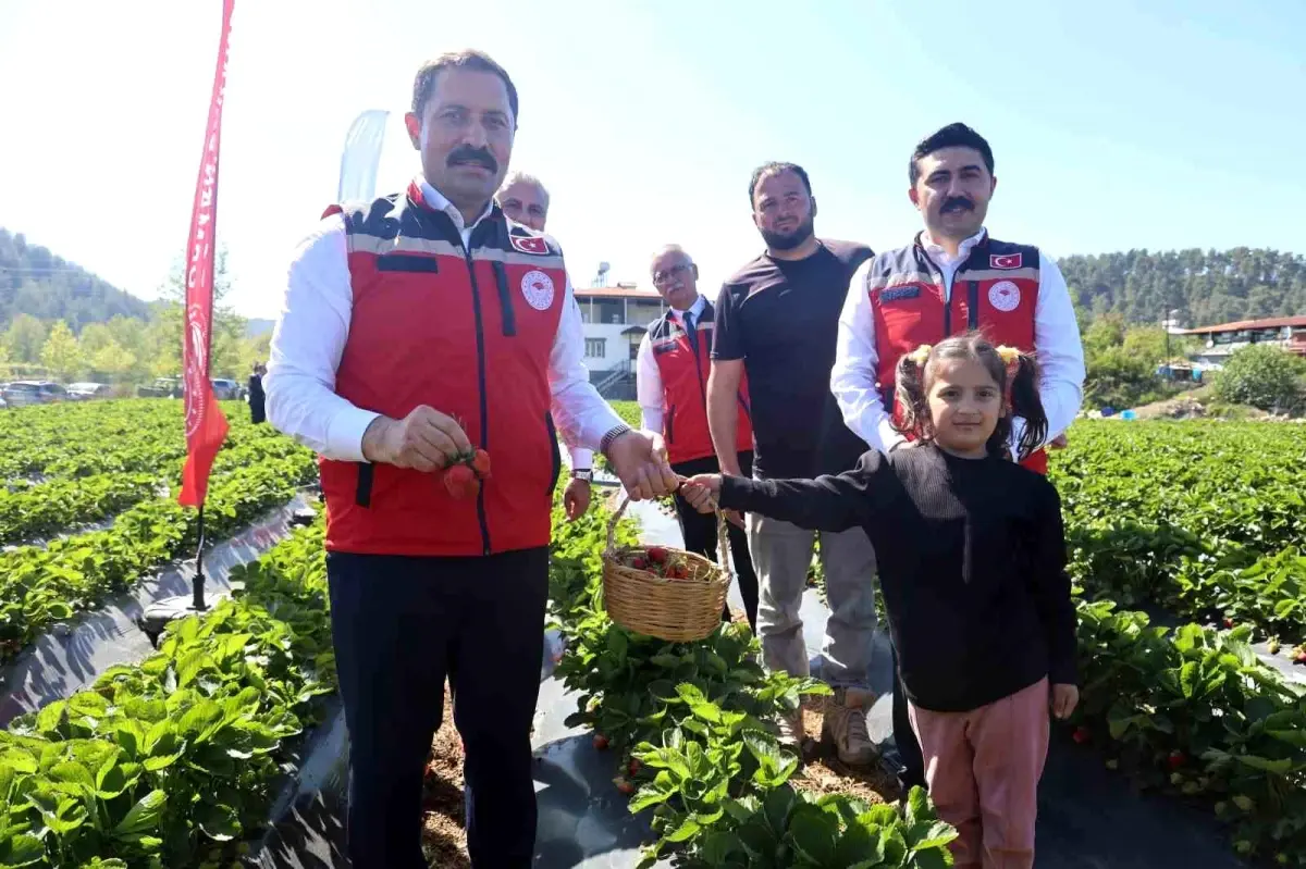 Hatay'da Çilek Hasadı Başladı, 9 Bin 300 Ton Rekolte Bekleniyor