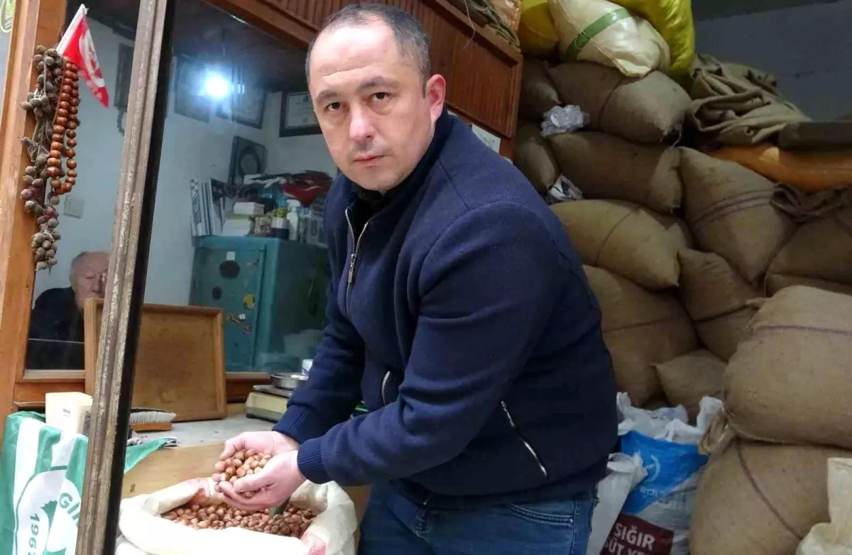 Giresun'da Fındık Fiyatları Zirai Don Sonrası Rekor Kırdı