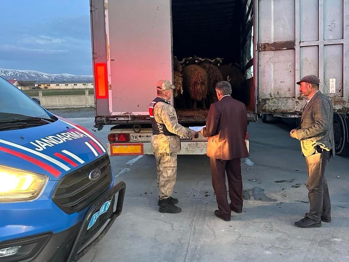Ağrı'dan Çalınan 300 Küçükbaş Hayvan Bitlis'te Yakalandı