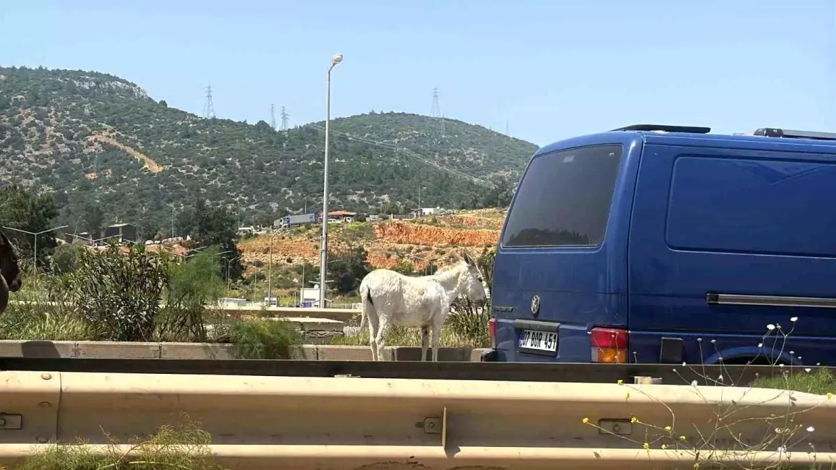 Bodrum'da Başıboş Eşekler Trafiği Felç Etti