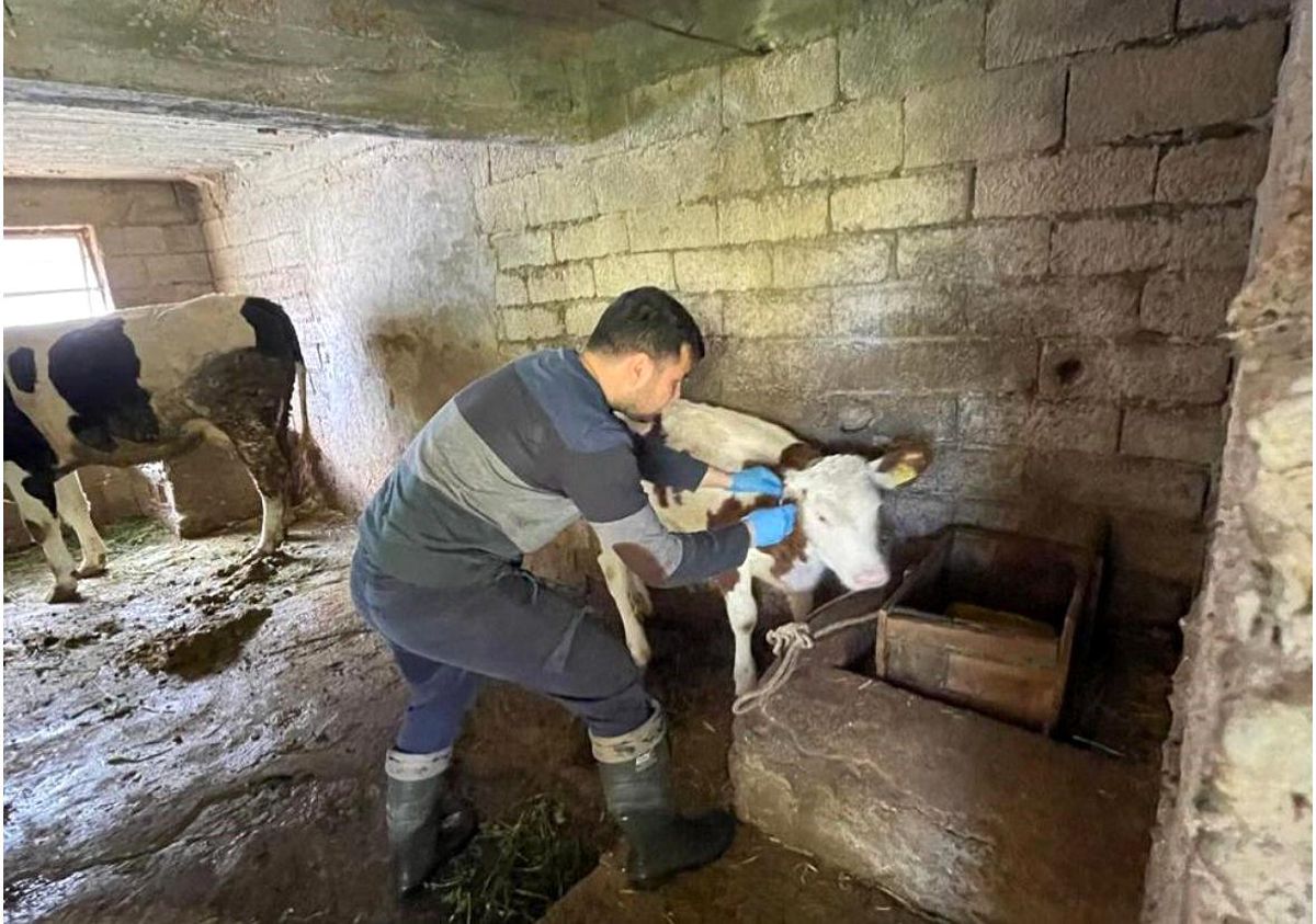 Gazipaşa'da Gıda Güvenliği ve Hayvan Sağlığı İçin Denetimler Sürüyor