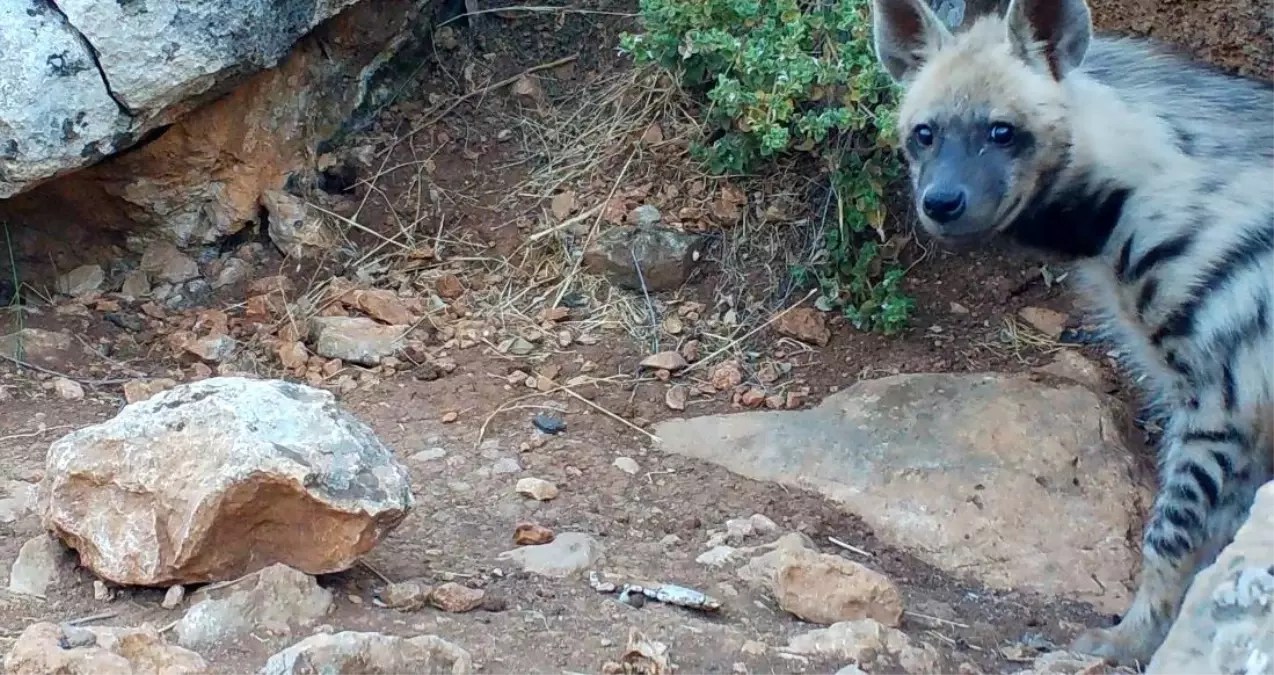 Çizgili Sırtlan Popülasyonu için Koruma Çalışmaları Başlatıldı