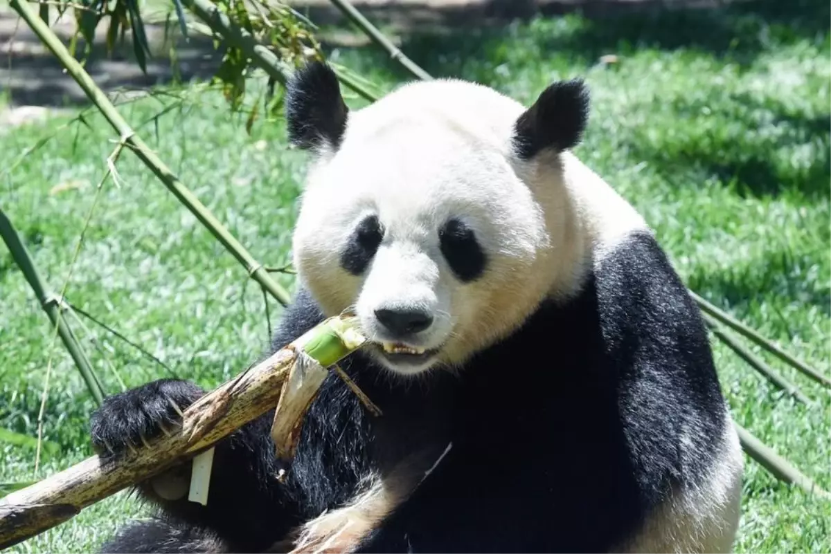 Çin, Viyana'ya İki Dev Panda Gönderdi