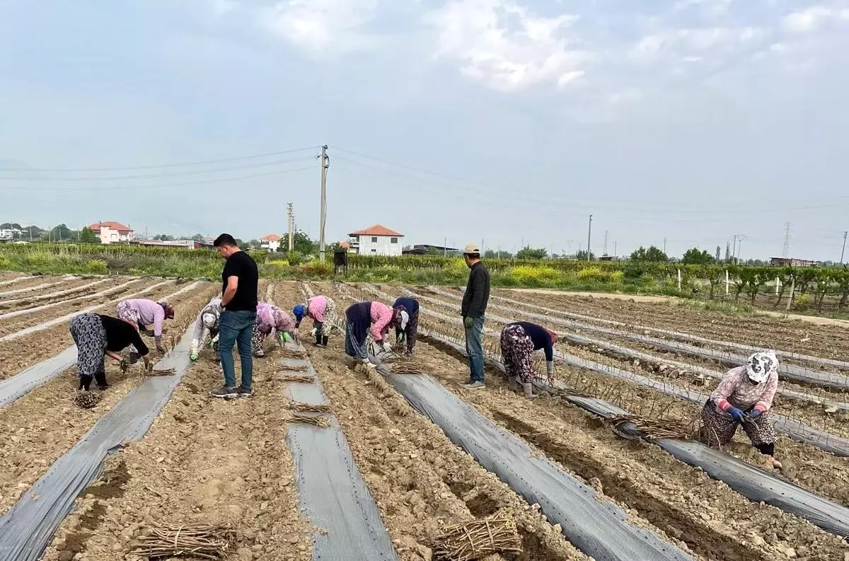 Sarıgöl'de Kardeşlerden Üzüm Çubuğu Yetiştiriciliği Girişimi