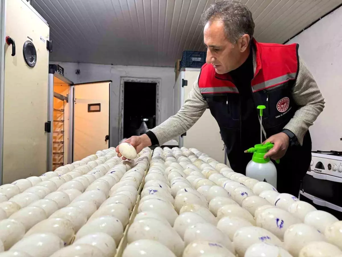 Kars'ta Kaz Yetiştiriciliğinde Yeni Dönem: Macaristan'dan Yumurtalar Getirildi