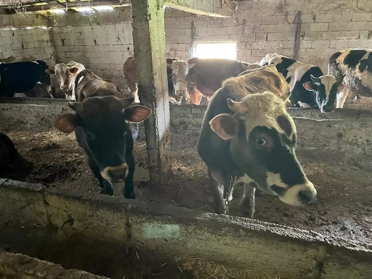 Kırklareli'nde Kaçak Büyükbaş Hayvan Getiren Kişiye 109 Bin Lira Ceza
