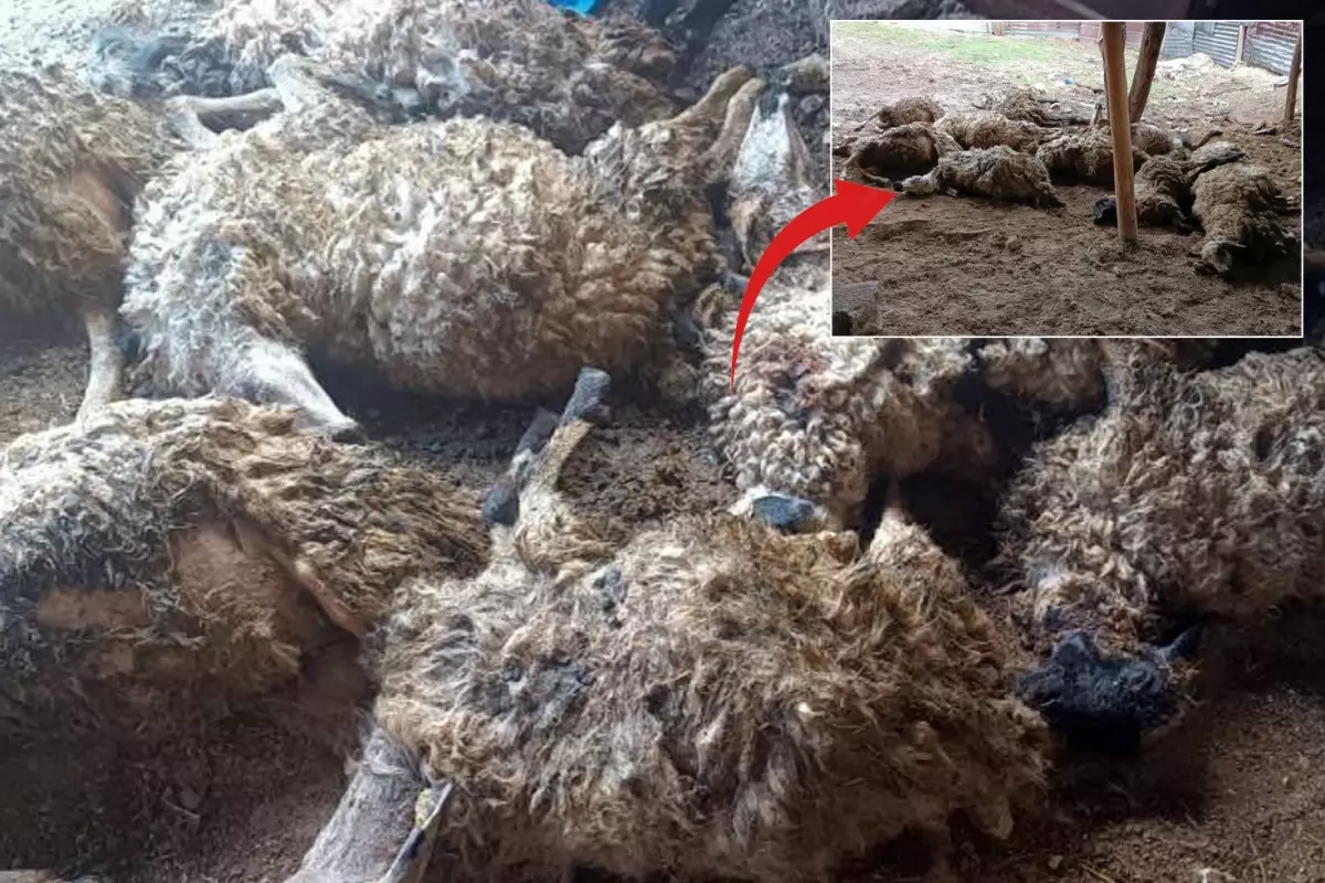 Korku, 11 koyunun sonu oldu