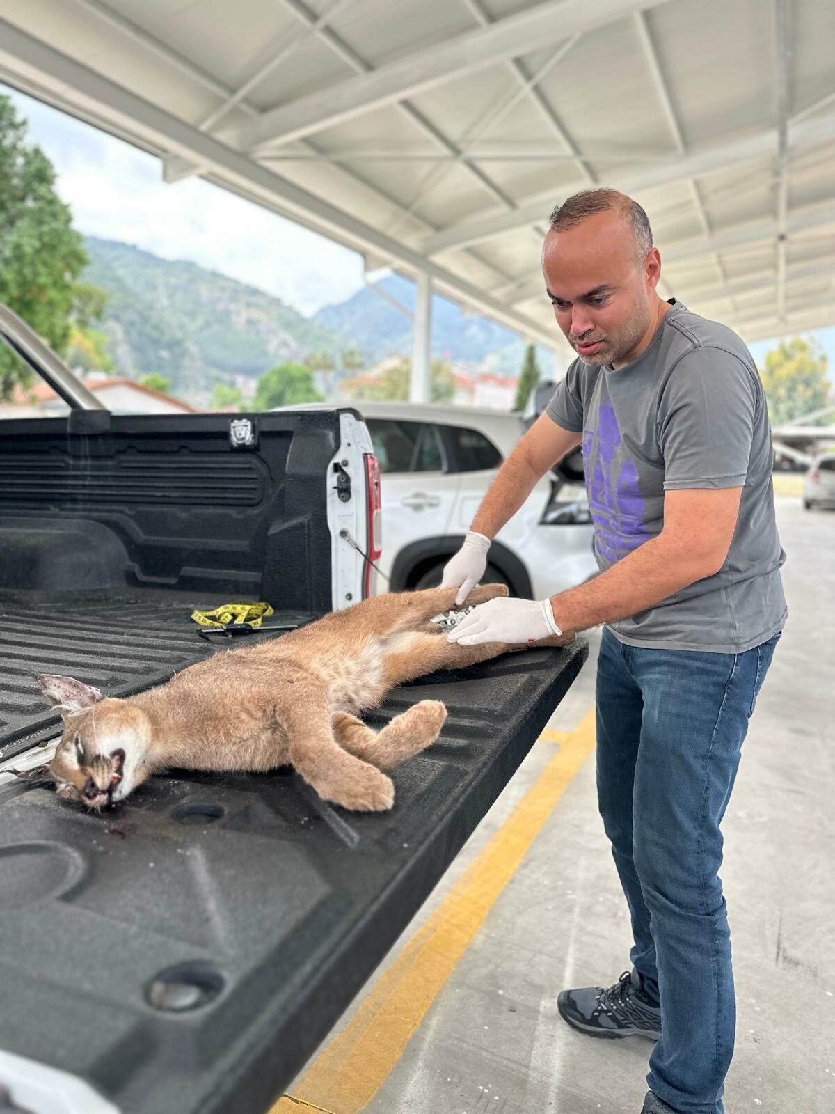 Muğla'da Nesli Tükenme Tehlikesi Altındaki Karakulak Araç Çarpması Sonucu Hayatını Kaybetti
