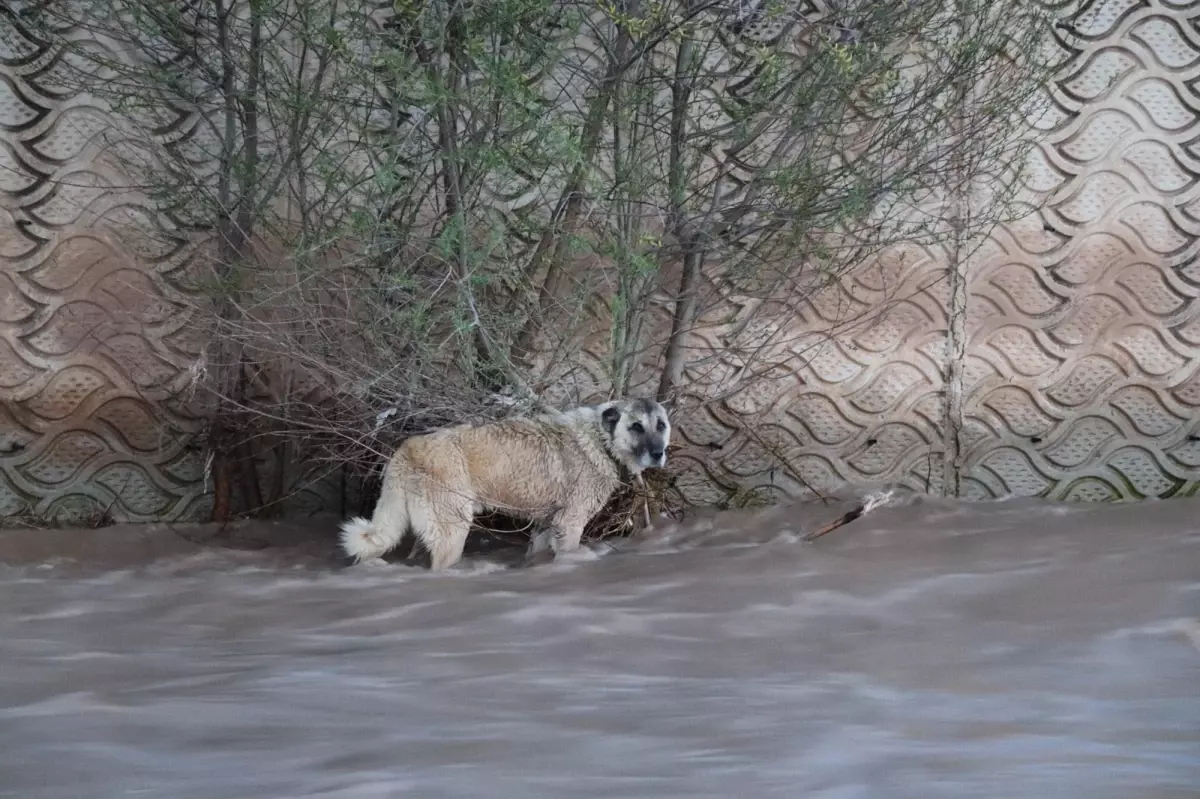 Oltu'da Mahsur Kalan Köpek, İtfaiye Ekiplerinin Müdahalesiyle Kurtarıldı