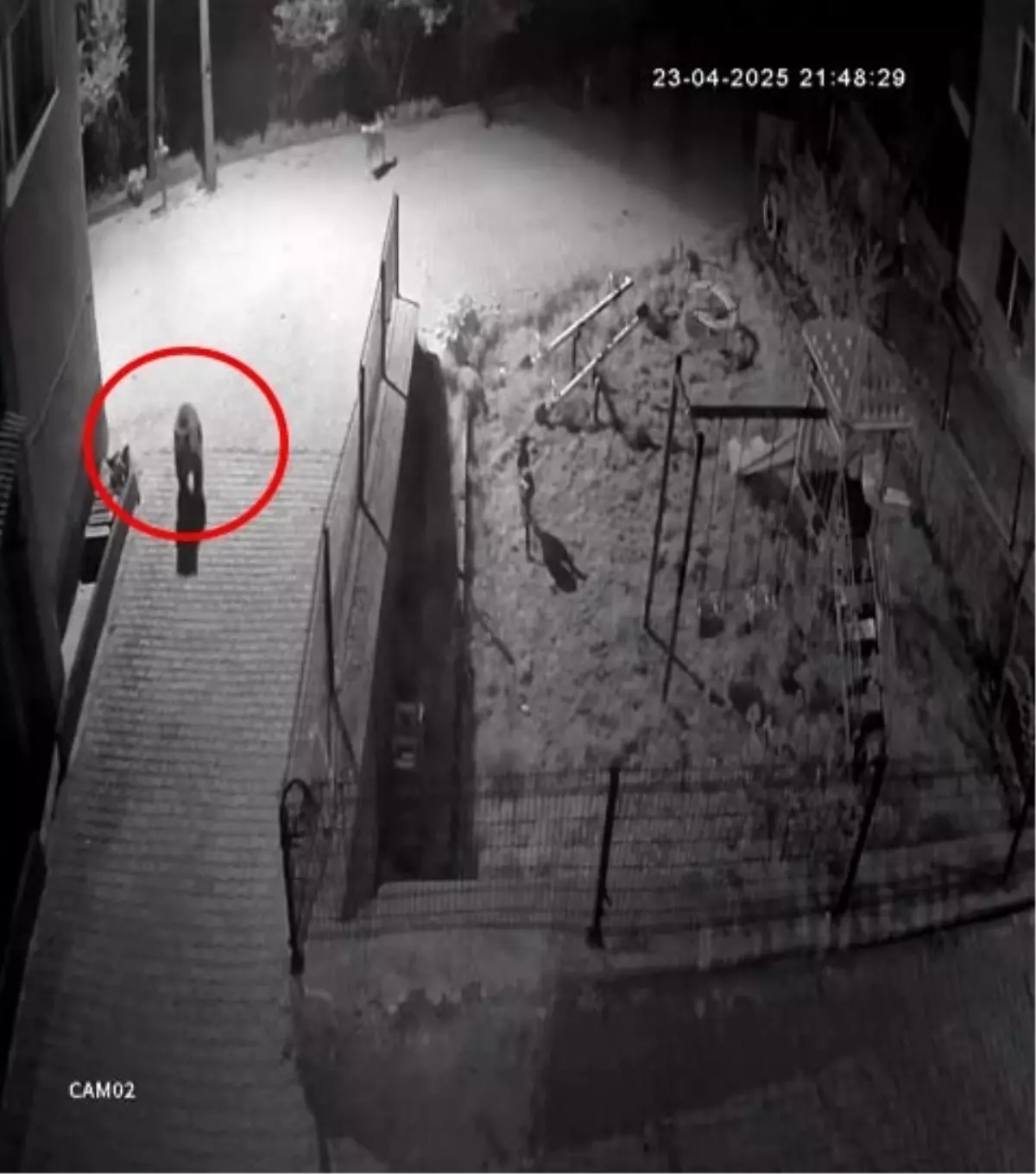 Mudurnu'da Bozayı ve Sokak Köpekleri Kapıştı