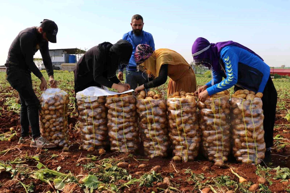 Adana'da Turfanda Patates Hasadı Başladı