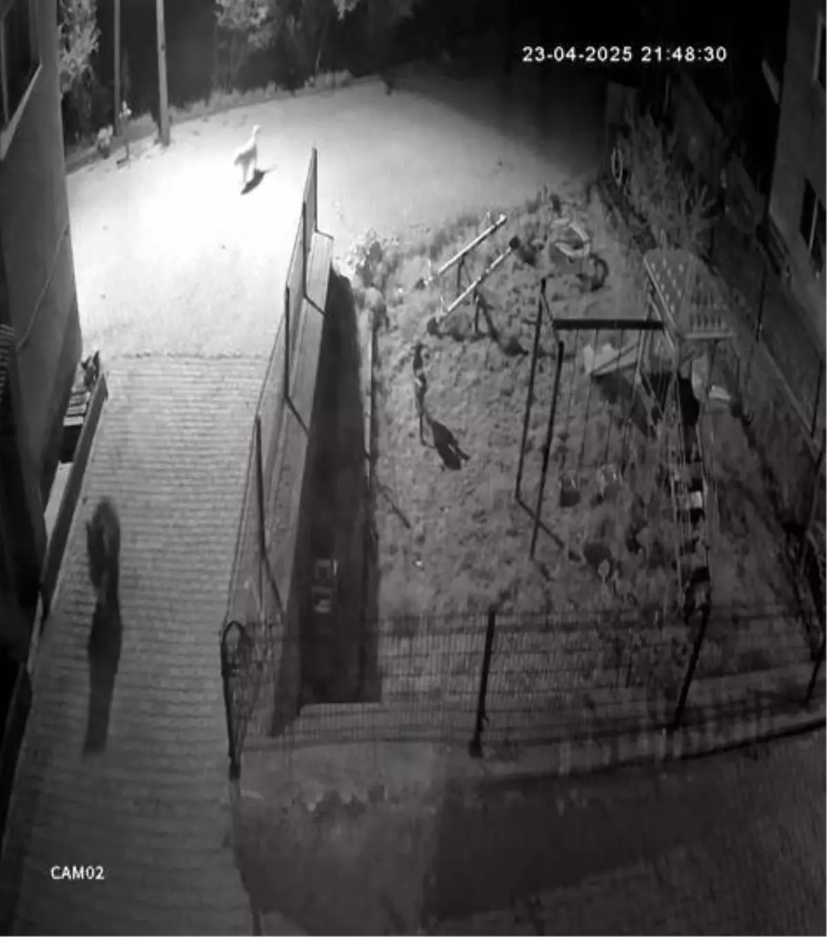 Bolu'da Ayı, Köpekler Tarafından Kovalandı
