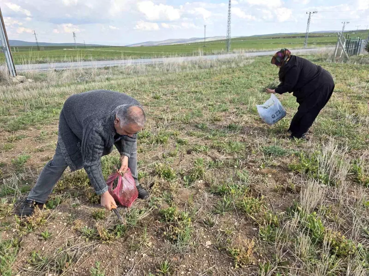 Yozgat'ta Yemlik Otu Sevgisi ve Sağlık Faydaları