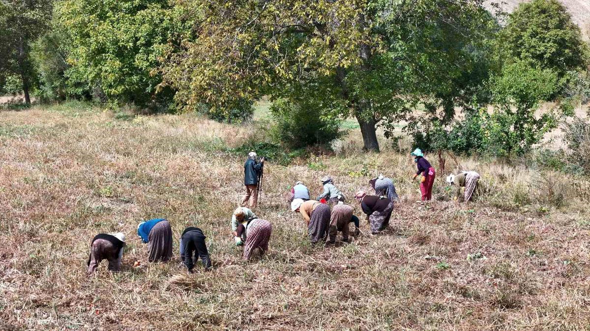 Çiftçilere 6,6 Milyar TL Destek Ödemesi Başlatıldı