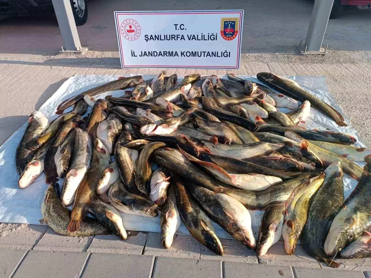 Şanlıurfa'da Kaçak Balık Avına Ceza