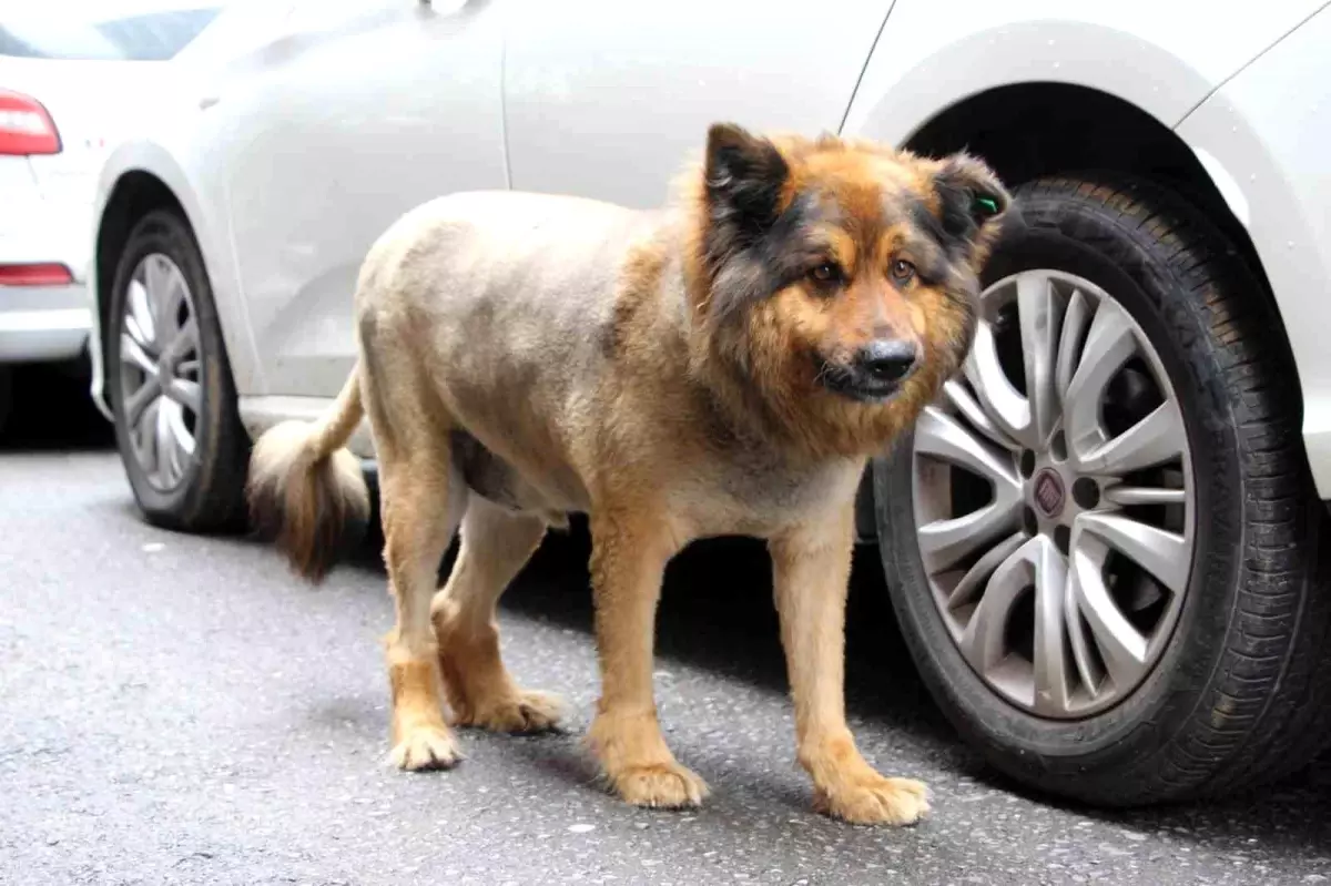 Trabzon'un 'Aslan Kralı': Tüyleri Kesilerek Aslan’a Benzetilen Sokak Köpeği