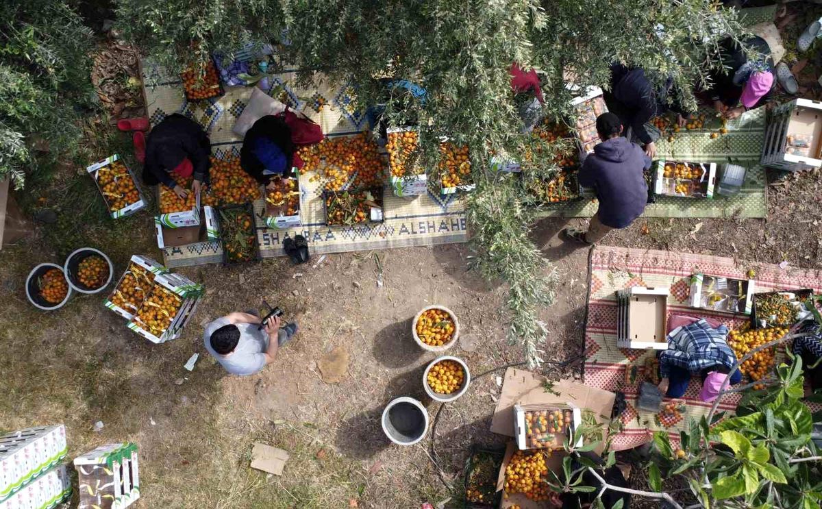 Mersin'de 'Sarı Altın' Yenidünya Meyvesinin Hasadı Başladı