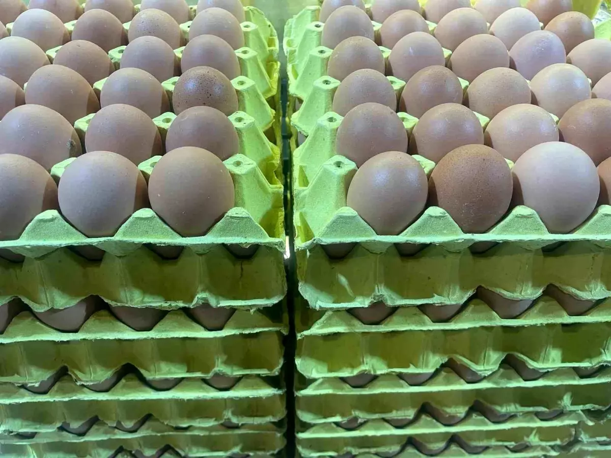 Yumurta satışlarında yeni düzenleme için hazırlık yapılıyor