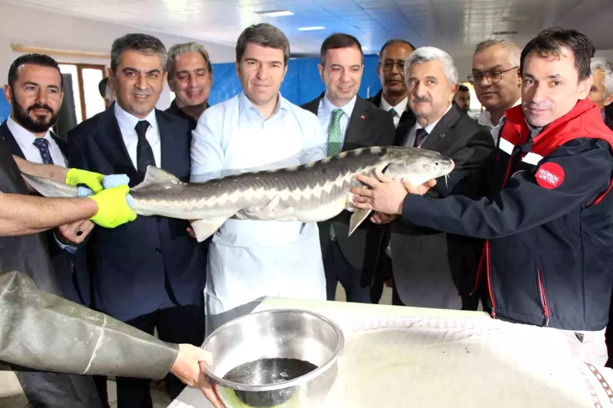 Mersin Balığı Üretiminde Rekor Hedef: 300 Bin Yavru