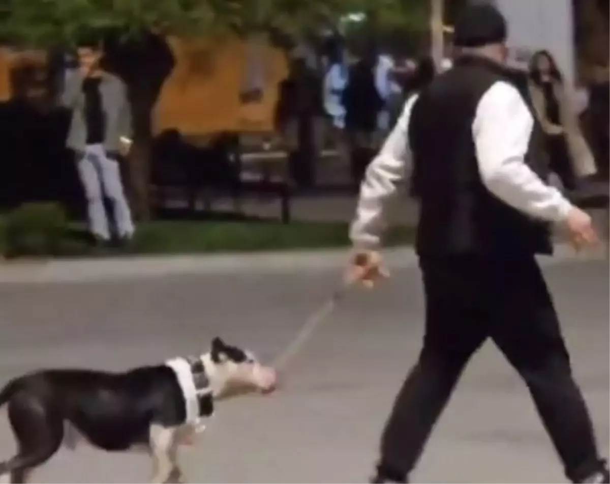 Bakırköy'de Ağızlıksız Pitbull Başka Bir Köpeğe Saldırdı