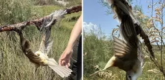 Milleyha Kuş Cenneti'nde dallara yapışkan sürüp kuşları ölüme terk ettiler