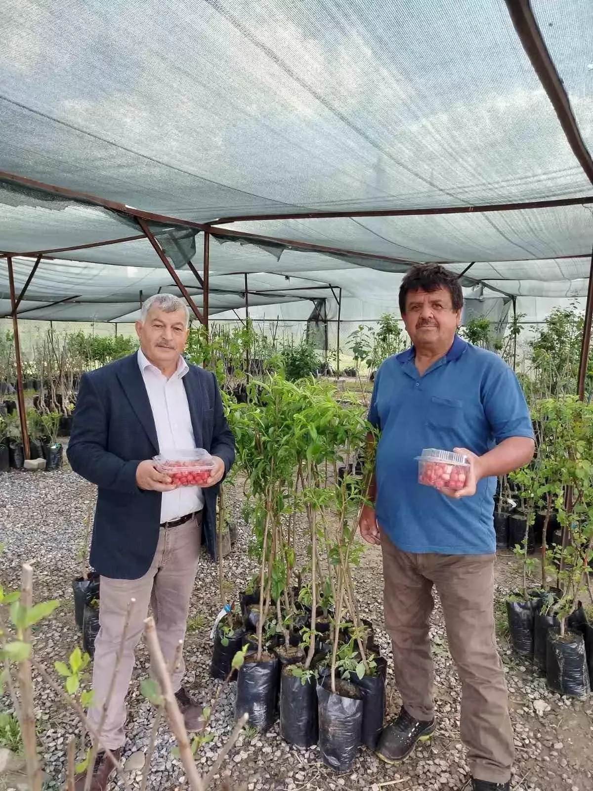 Gazipaşa'da İlk Kiraz Hasadı Yapıldı: Kilosu 1.000 TL