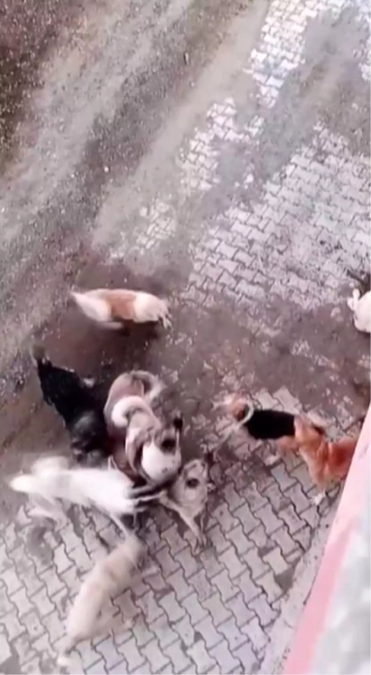 Yayladağı'nda 7 Köpeğin 2 Köpeğe Saldırdığı Korkutucu Anlar Kaydedildi
