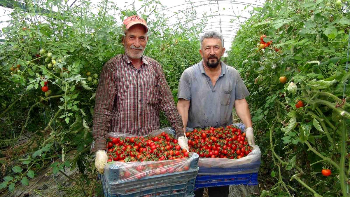 Mersin'de Örtü Altı Domates Hasadı Devam Ediyor