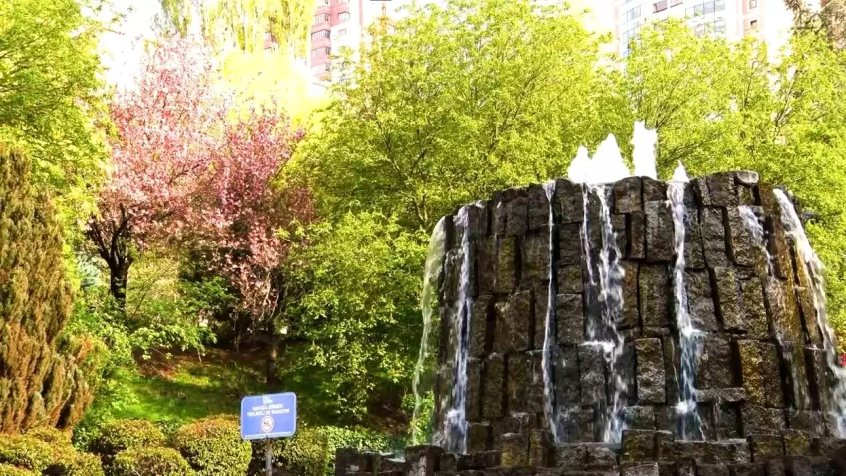 Dikmen Vadisi'nde Sakura Ağaçlarının Güzelliği