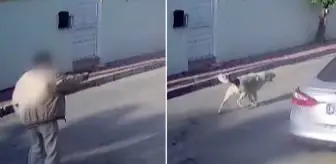 Yaşlı adam kendisine saldıran köpeği vurarak öldürdü