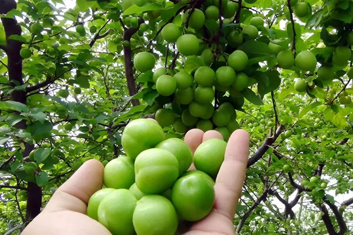 yesil erik tezgahlari suslemeye basladi 18555442 2294 amp