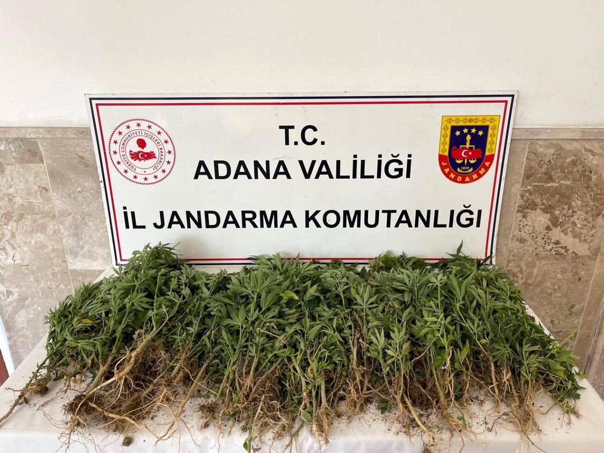 Adana'da Hint Keneviri Operasyonu: 712 Kök Ele Geçirildi