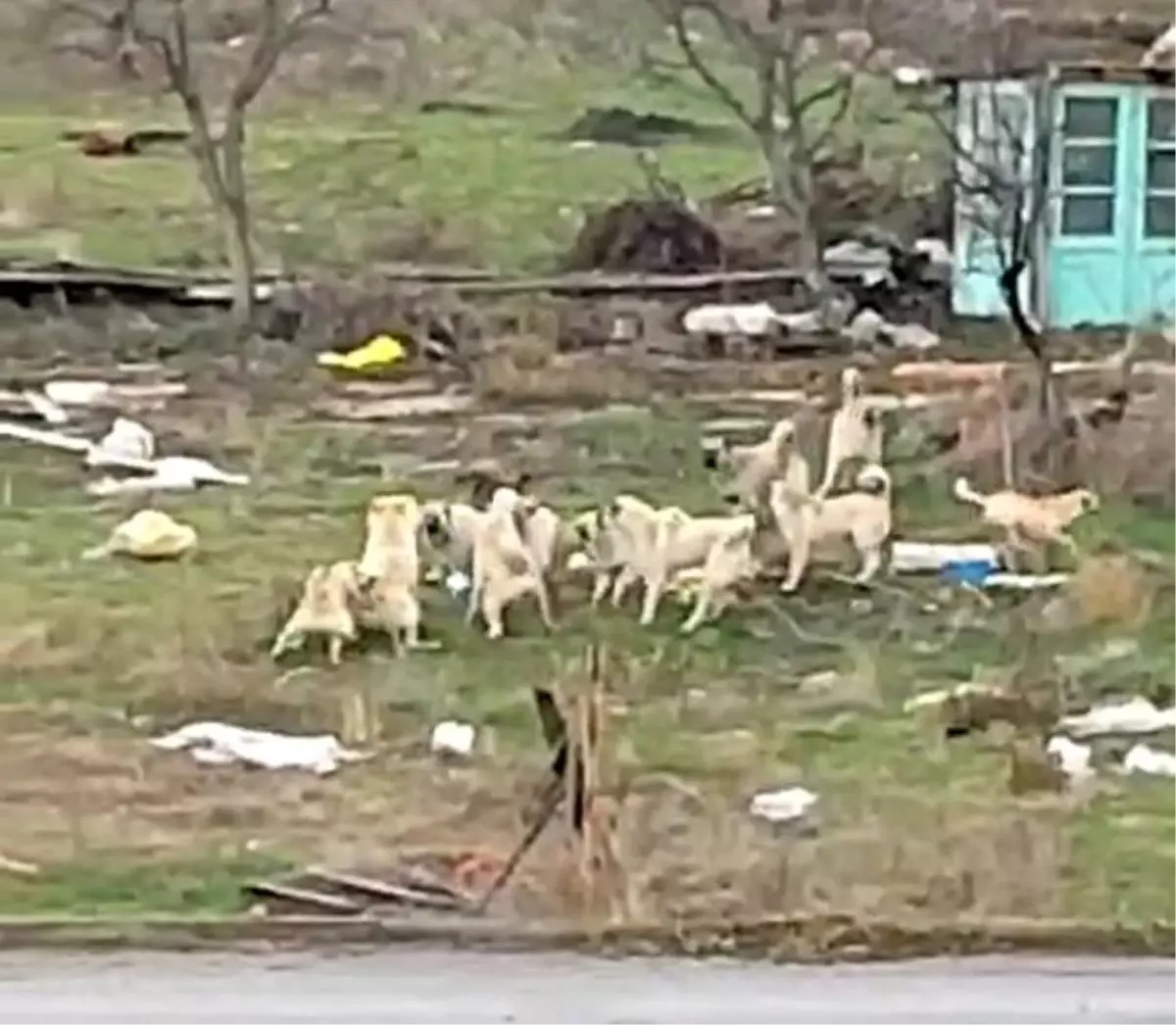 Eskişehir'de Sokak Köpekleri Saldırganlaşıyor, Vatandaşlar Endişeli