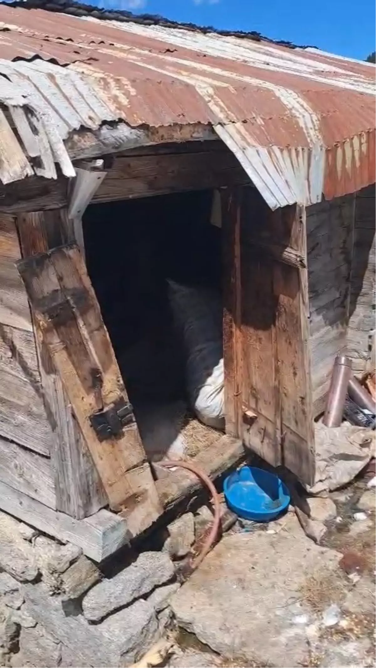 Ayılar Kış Uykusundan Uyanarak 30 Eve Zarar Verdi